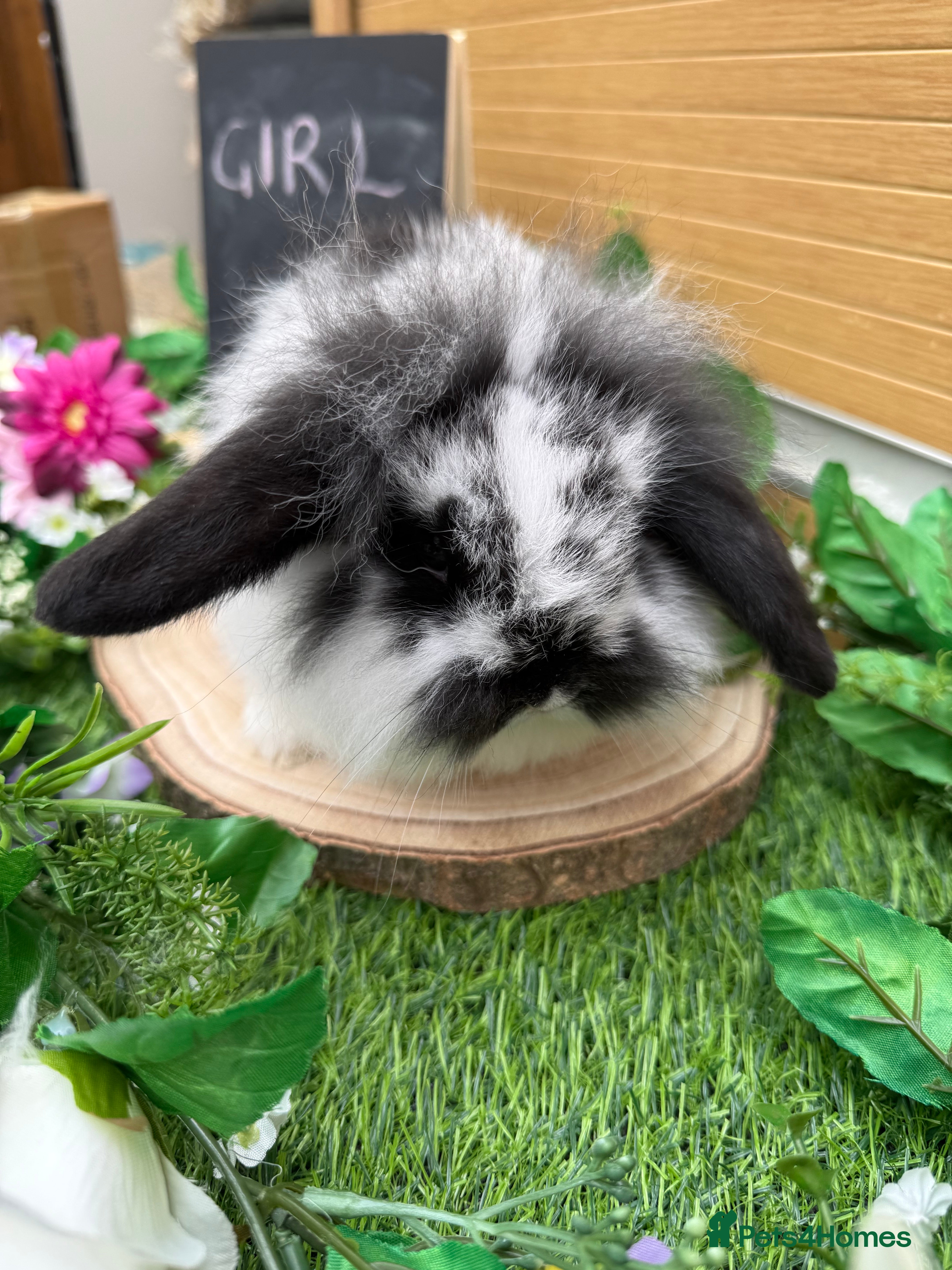 Mini Lop rabbits gorgeous mini lop girl available  - Advert 8