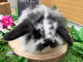Mini Lop rabbits gorgeous mini lop girl available - Advert 8