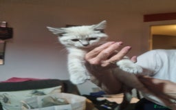 Ragdoll cats for sale: Ragdoll X Bengal - Image 13