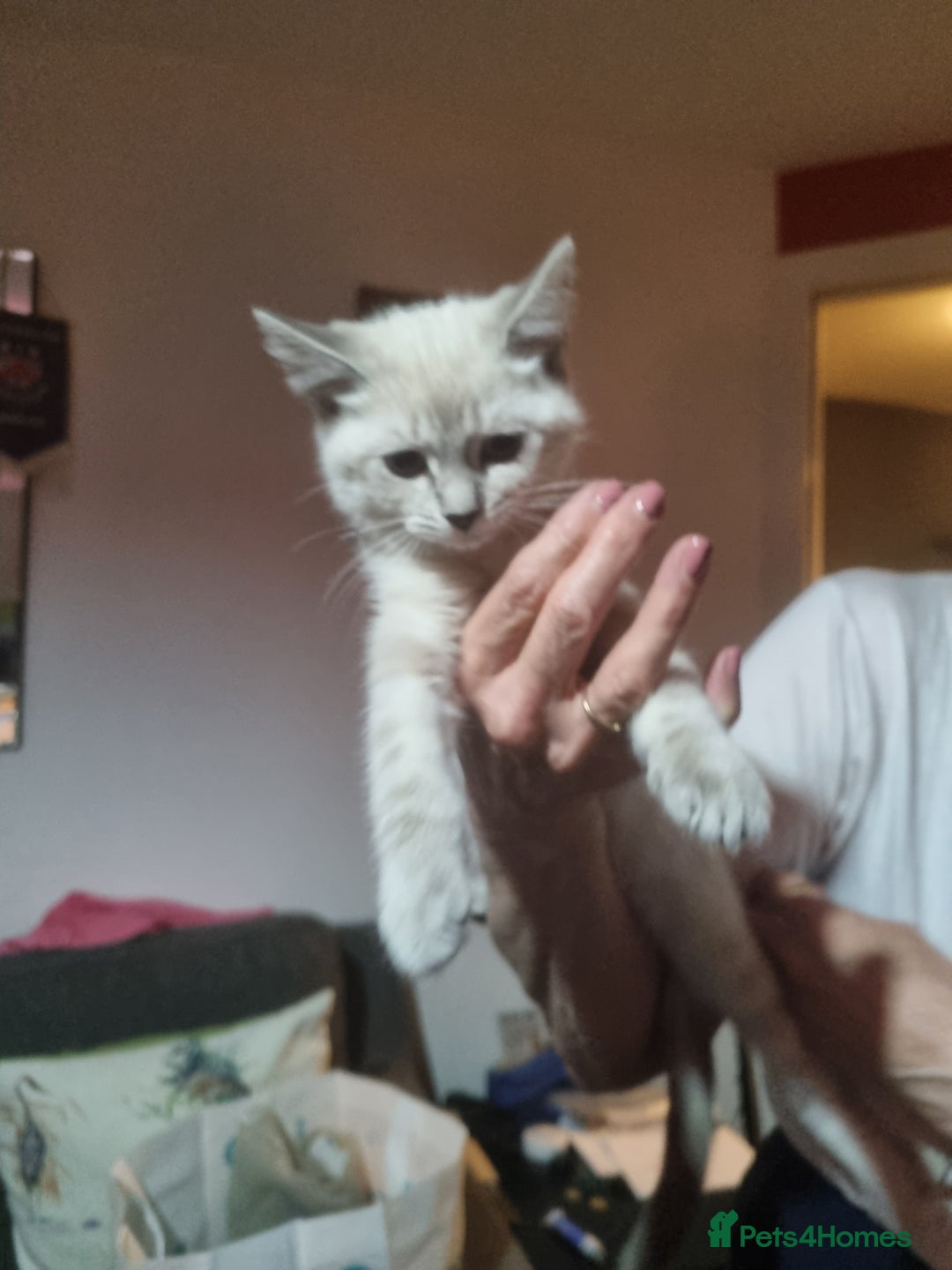 Ragdoll cats for sale: Ragdoll X Bengal - Image 13