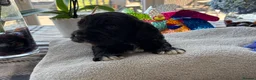 Cockapoo dogs for sale: 🐾❤️ Exceptional F1 Cockapoo Puppies ❤️🐾 - Advert 4