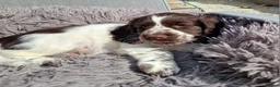 Cockapoo dogs for sale: COCKER SPANIEL 3 boys left. - Advert 32