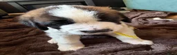 Saint Bernard dogs for sale: Exceptional St Bernard Puppies - Advert 40