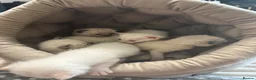 Ragamese cats for sale: Ragamese kittens for sale  in West Calder - Advert 4