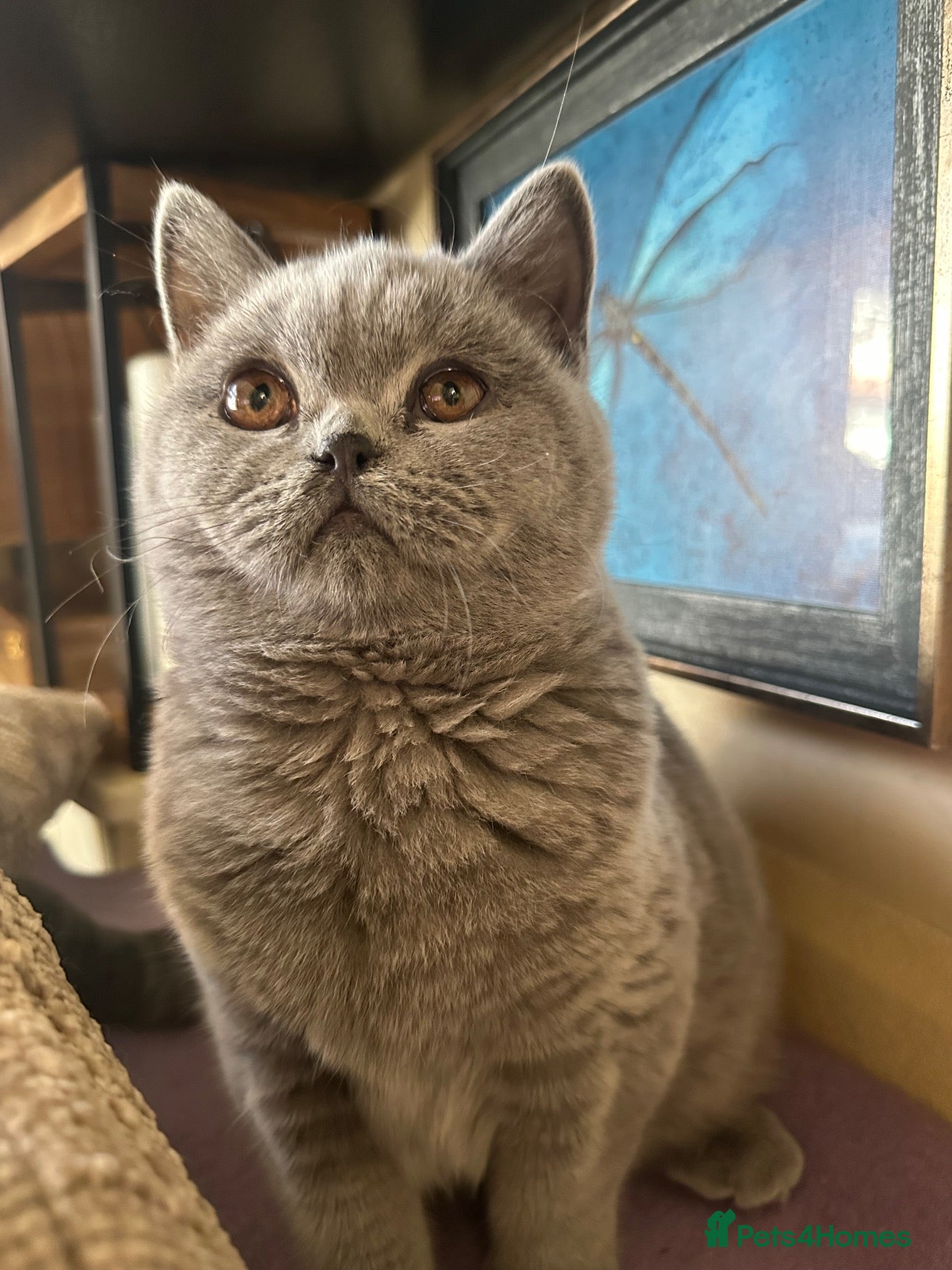 British Shorthair cats for sale: British shorthair GCCF registered  - Advert 18