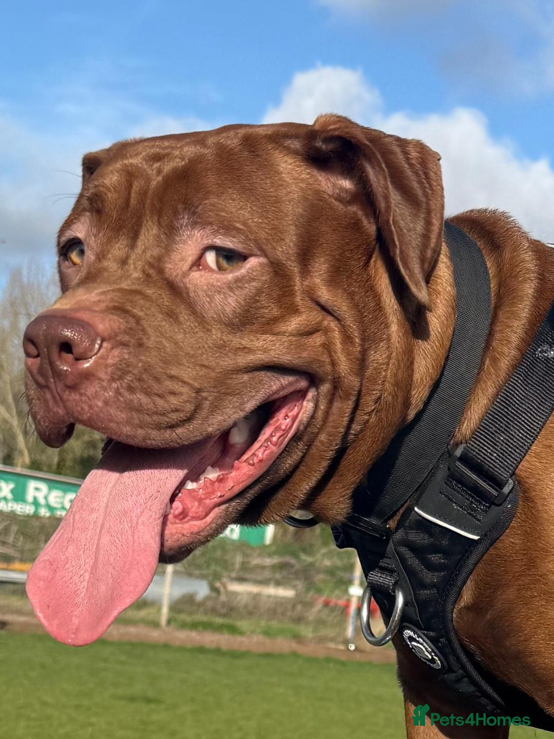 Mixed Breed dogs for sale: Rocco - Advert 5