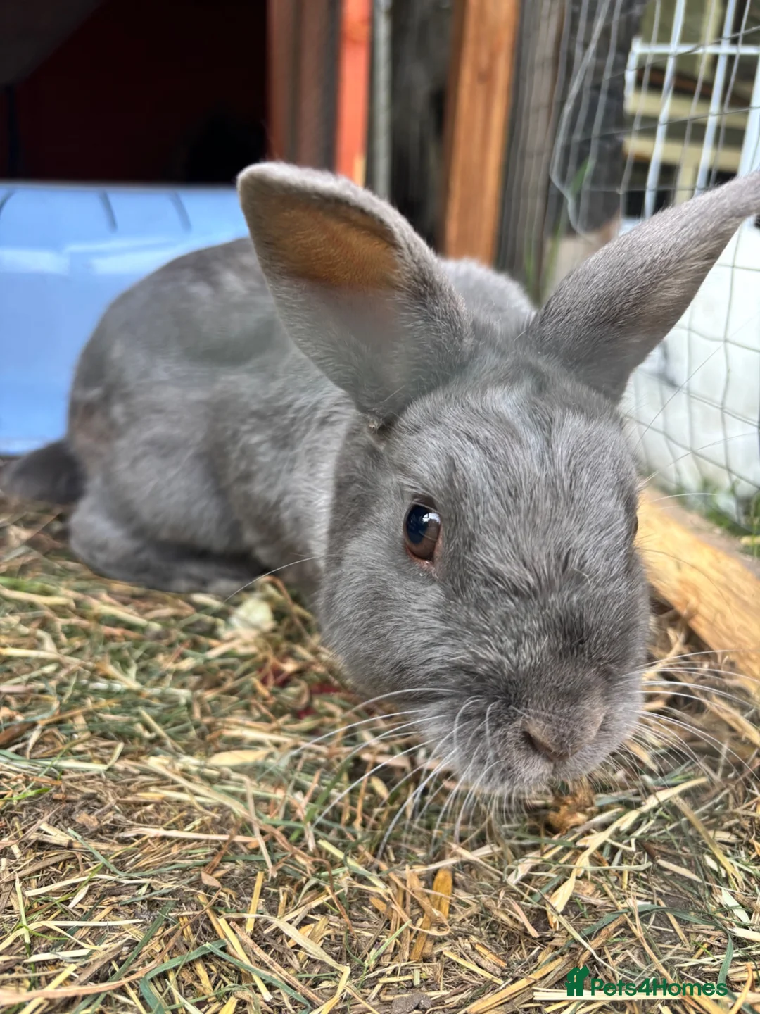 Mixed Breed rabbits for sale: Male bunny  - Advert 4