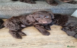 Sproodle dogs for sale: F1 health tested sproodle puppies  in Kidderminster - Image 16