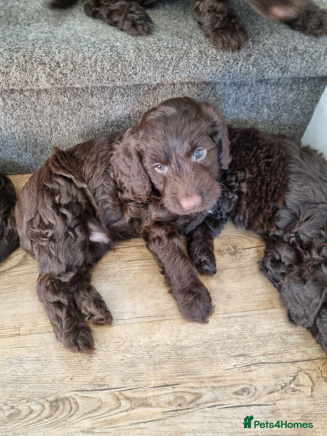 Sproodle dogs for sale: F1 health tested sproodle puppies  in Kidderminster - Image 16