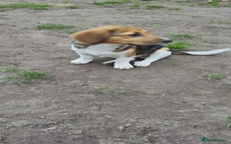 Beagle dogs for adoption: 💙🐶 ELVIS 🐶💙 - Image 20