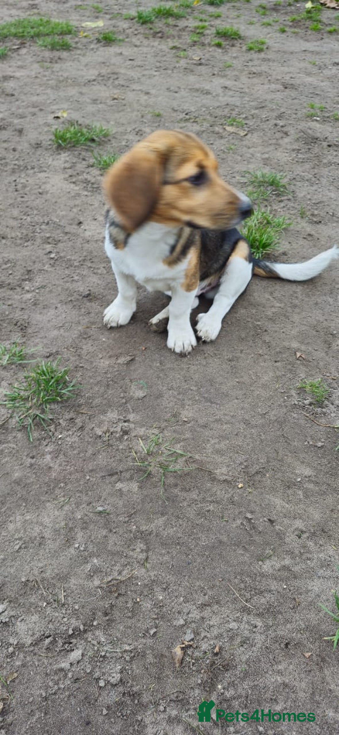 Beagle dogs for adoption: 💙🐶 ELVIS 🐶💙 - Image 20