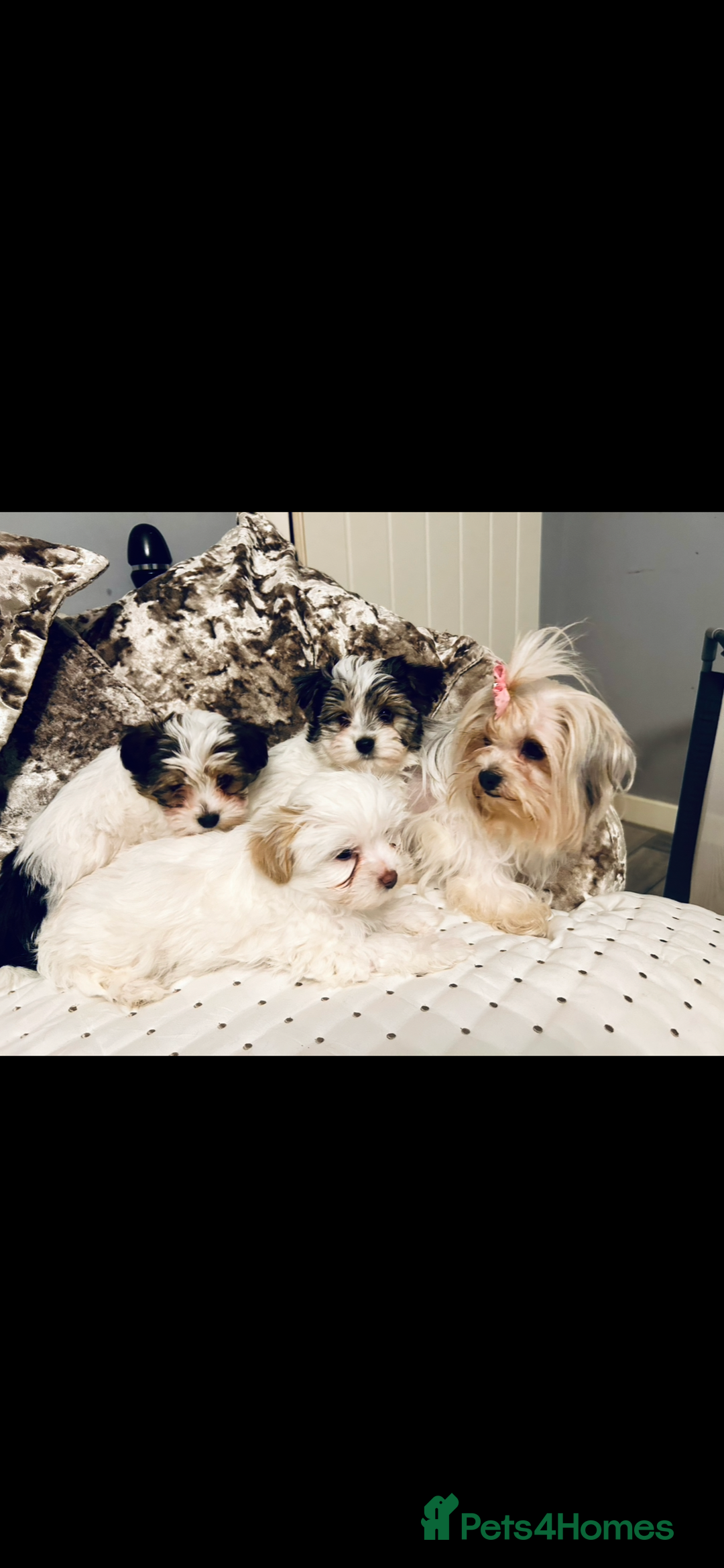 Biewer Terrier dogs for sale: Biewer terrier puppies  - Image 3