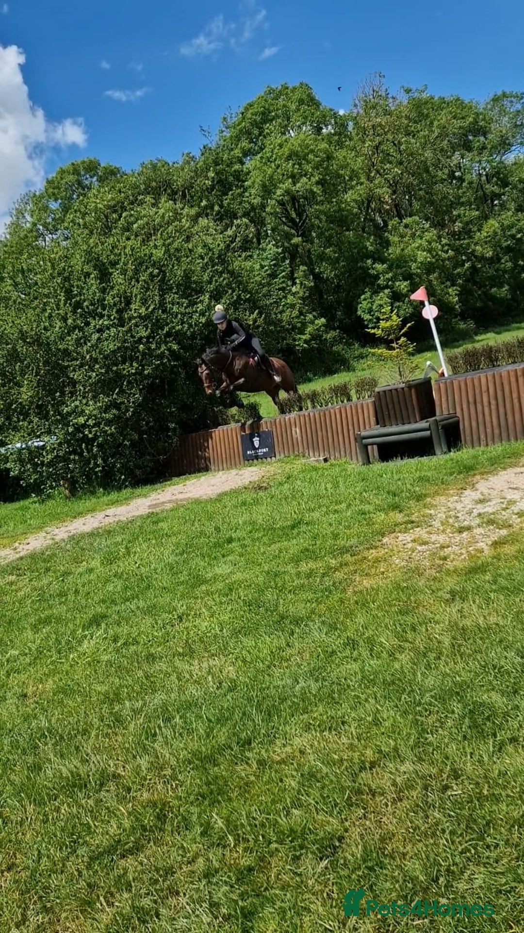 English Thoroughbred horses for sale: 15.2 thoroughbred mare - Image 9