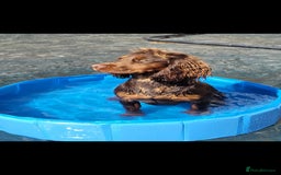 Cocker Spaniel dogs for sale: Kc chocolate and tan cocker spaniel  - Image 3