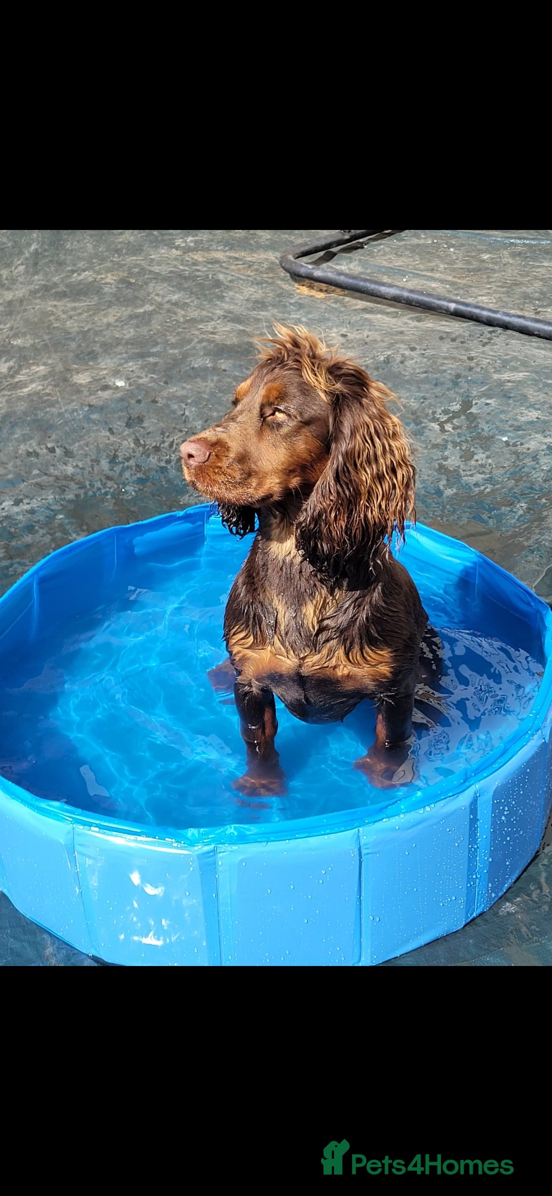 Cocker Spaniel dogs for sale: Kc chocolate and tan cocker spaniel  - Image 3