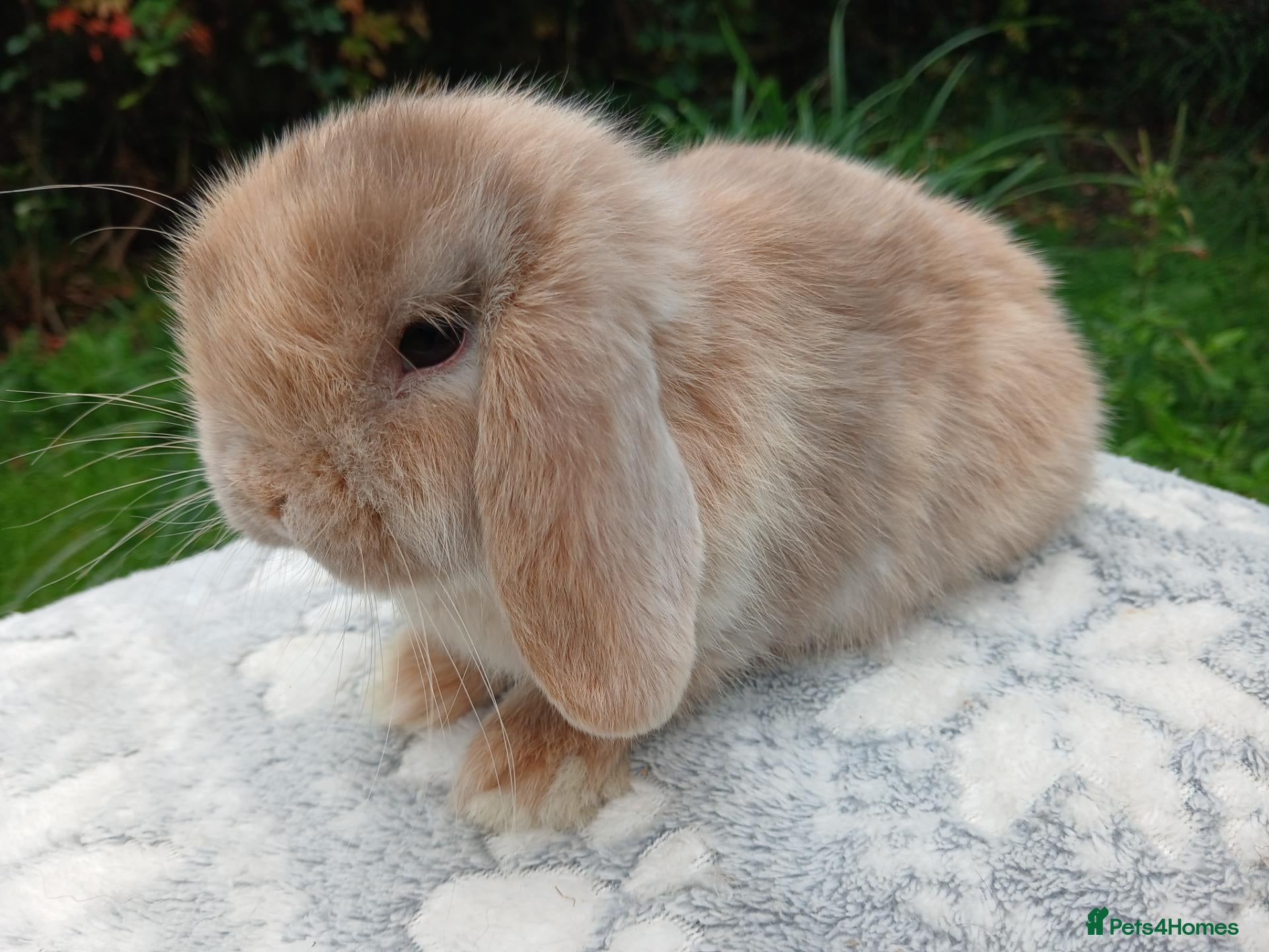 Mini Lop rabbits Stunning pure bred mini lop male baby rabbits RTR - Advert 10