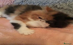 Persian cats for sale: GCCF Registered Persian Female  - Image 4