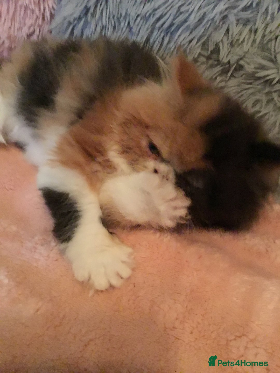 Persian cats for sale: GCCF Registered Persian Female  - Image 4
