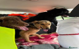 Mixed Breed dogs for adoption: CORA - a Beautiful & Kind Girl, for a Loving Home - Image 8