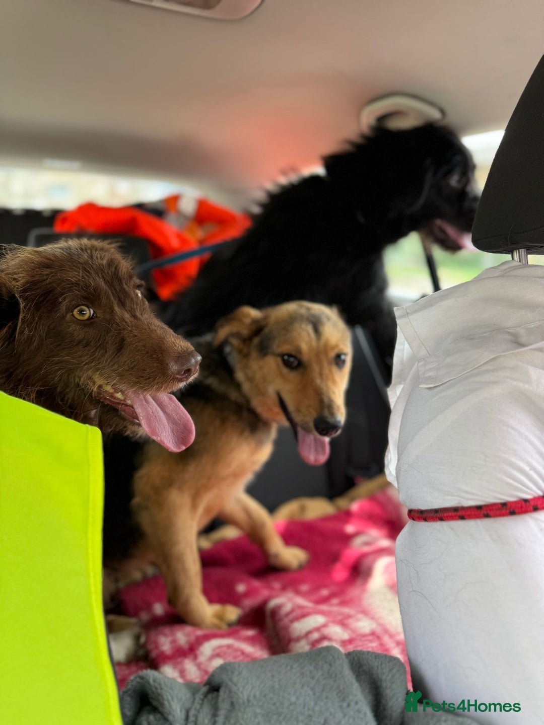 Mixed Breed dogs for adoption: CORA - a Beautiful & Kind Girl, for a Loving Home - Image 8