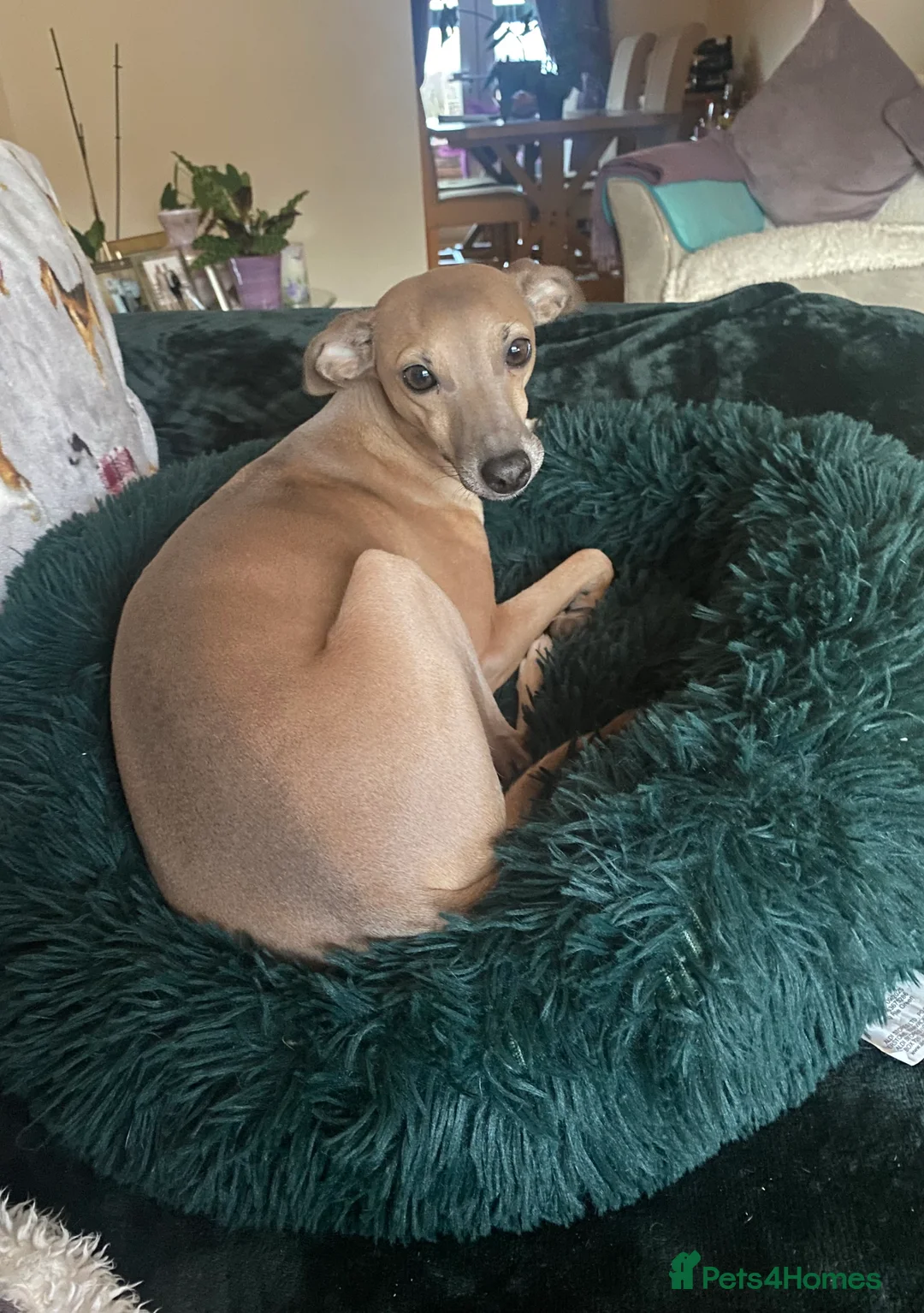 Italian Greyhound dogs for sale: 2 beautiful Italian Greyhound puppy boys  - Advert 1