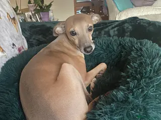 Italian Greyhound dogs 2 beautiful Italian Greyhound puppy boys - Advert 1