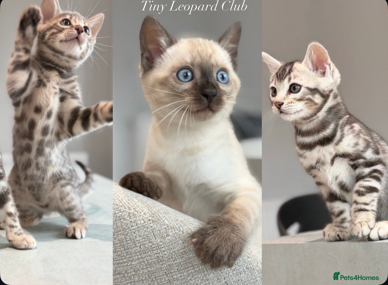 Bengal cats Rare Pedigree Blue and Silver Bengals - Advert 2
