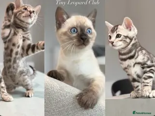 Bengal cats Rare Pedigree Blue and Silver Bengals - Advert 2