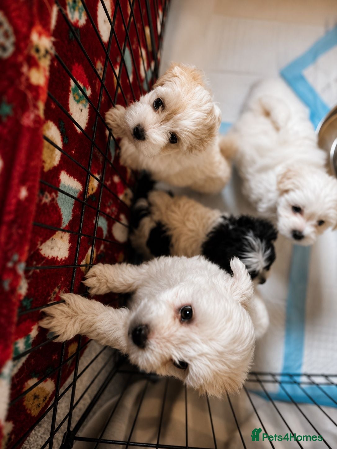 Maltese dogs 4 beautiful Maltese pups for sale. - Advert 5