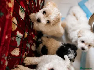 Maltese dogs 4 beautiful Maltese pups for sale. - Advert 5