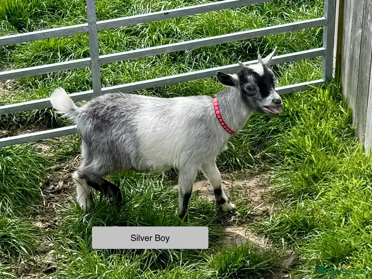 Goats livestock Pygmy Goat kids. - Advert 5