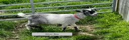 Goats livestock for sale: Pygmy Goat kids. - Advert 6