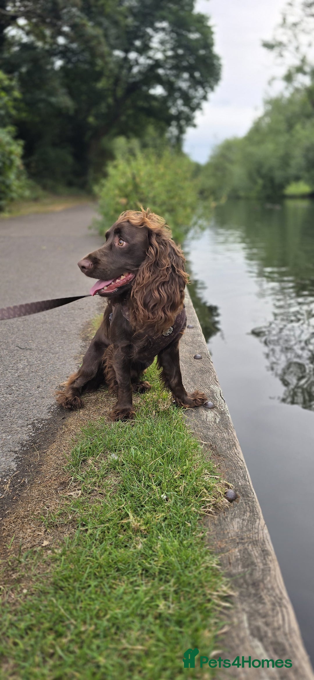 Cocker Spaniel dogs for stud: Pure bread 9th generation working cocker - Advert 6
