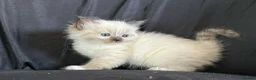Ragdoll cats for sale: Stunning Ragdoll kittens (ready now) - Advert 1
