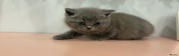 British Shorthair cats for sale: BSH kittens for sale from pedigree parents - Advert 26