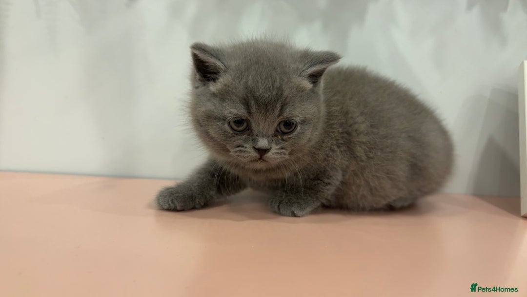 British Shorthair cats for sale: BSH kittens for sale from pedigree parents - Advert 26