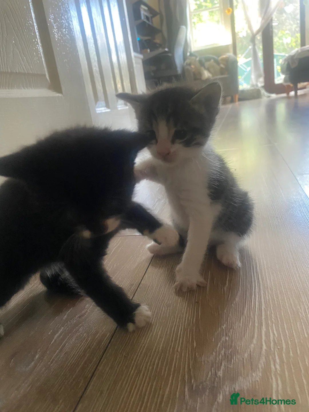Mixed Breed cats for sale: 8 beautiful kittens - Advert 2