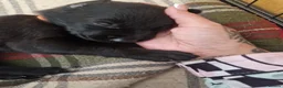 German Shepherd dogs for sale: Beautiful german shepherd puppies for sale  - Advert 15