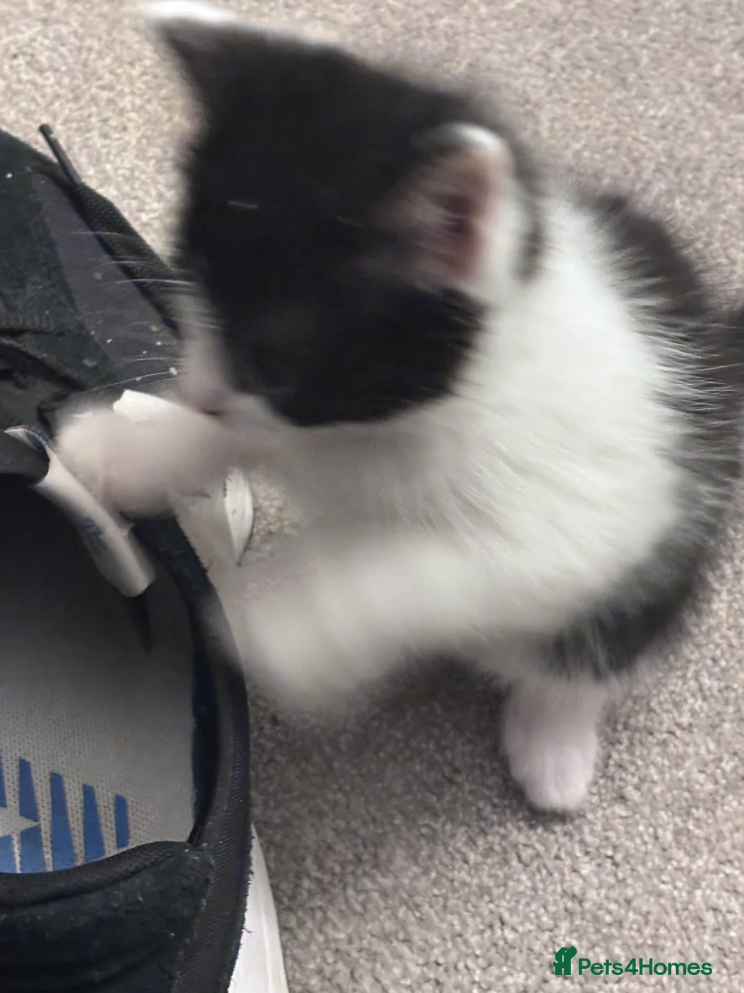 Mixed Breed cats for sale: Gorgeous moggy kittens for sale  - Advert 9