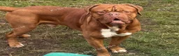 Dogue De Bordeaux dogs for stud: Beautiful male douge up for STUD  - Advert 7
