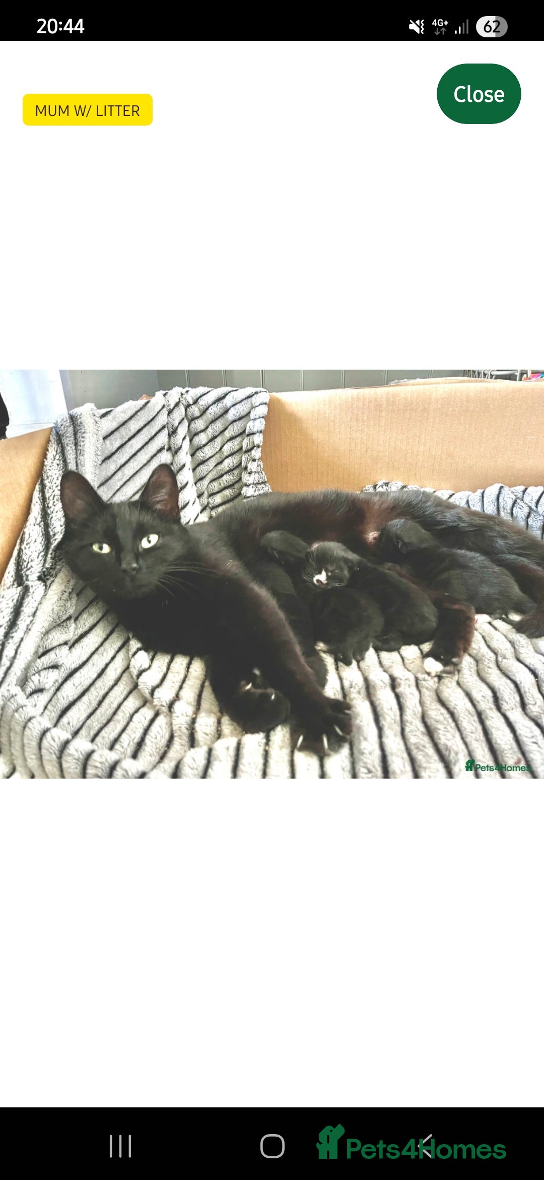 British Shorthair cats for sale: Gorgeous female kitten - Image 3