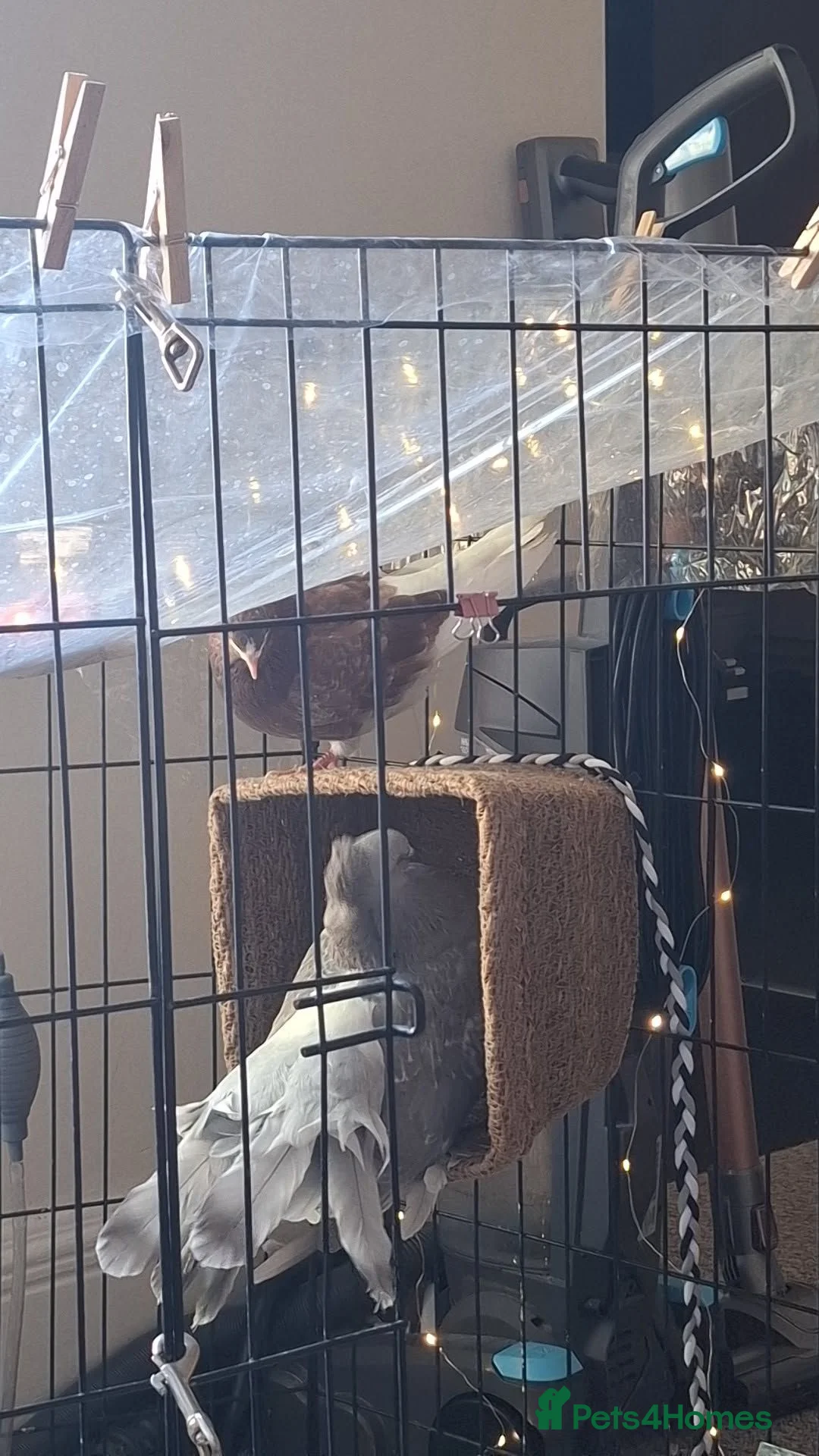 Pigeons birds for sale: Bonded pigeons  - Advert 2