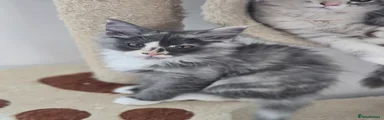 Maine Coon 4
