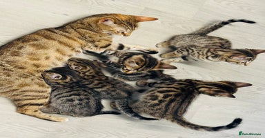 Bengal cats - Advert 3