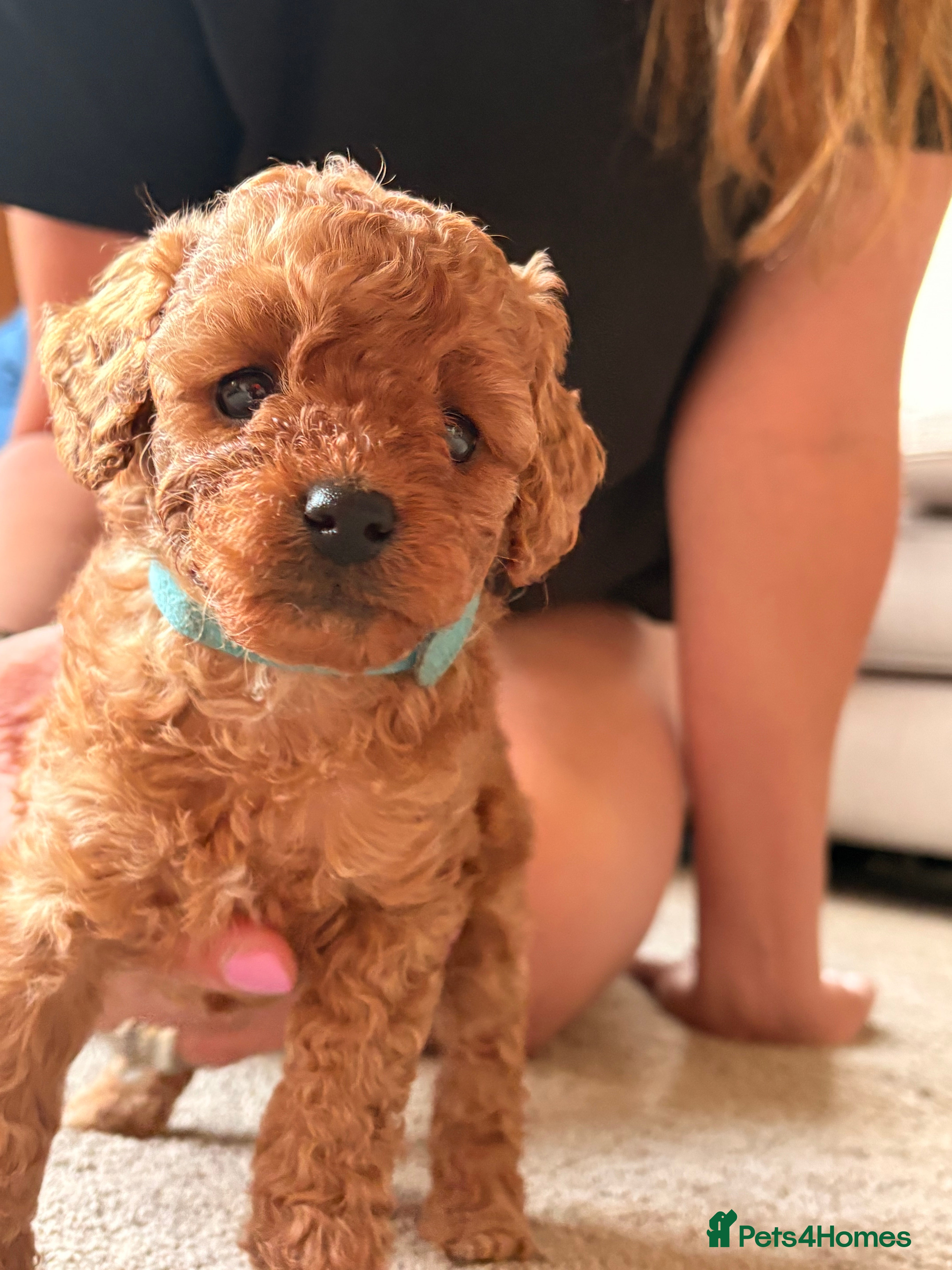 Cavapoo dogs Cavapoo puppies Fully Health Tested Fox Red  - Advert 2