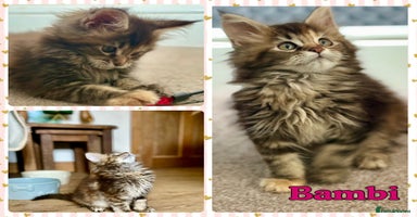 Maine Coon cats - Advert 9