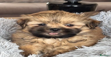 Shih Tzu dogs - Advert 14