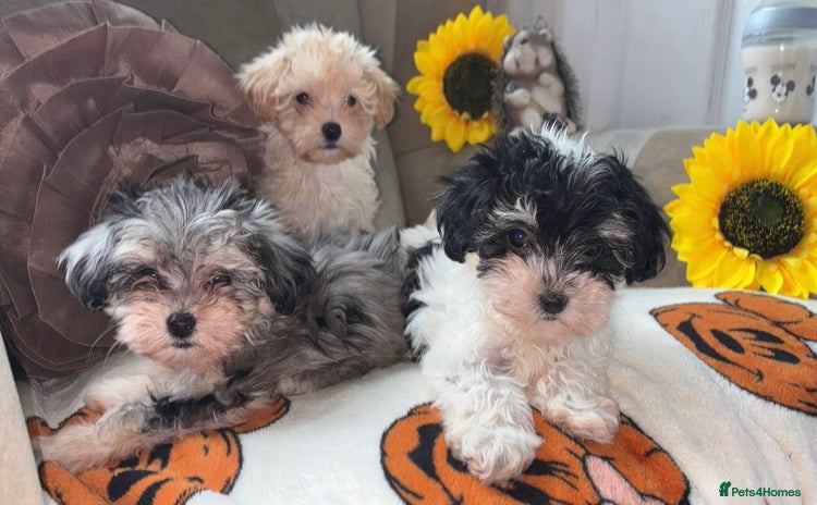 Maltipoo dogs - Advert 1