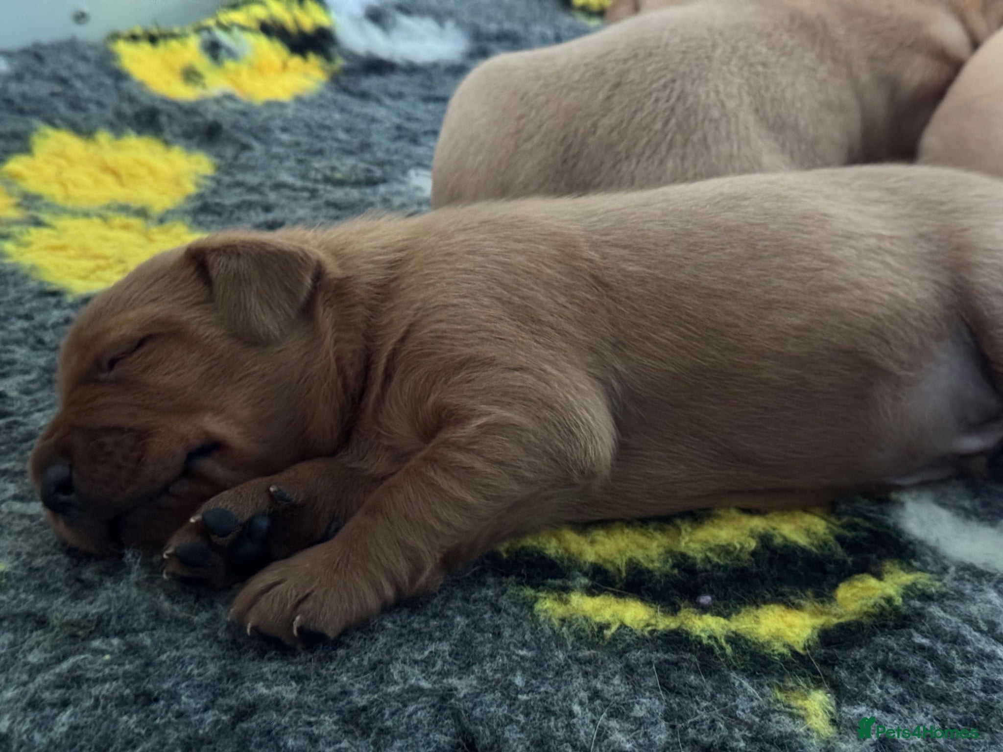 Labrador Retriever dogs KC litter of Fox Red Labradors  - Advert 2