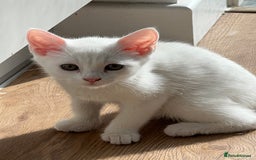Turkish Angora cats for sale: Beautiful Kittens Looking for Their Forever Homes - Advert 9
